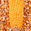 maize,corn