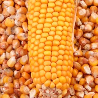 maize,corn