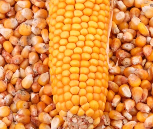 maize,corn