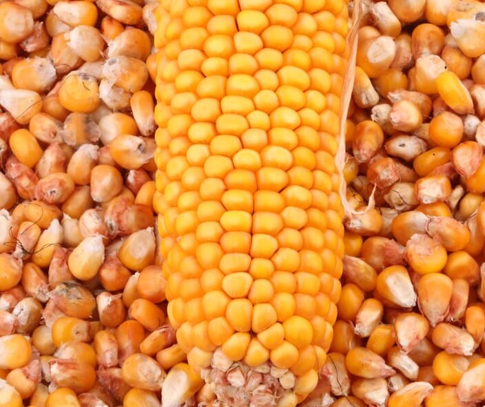 maize,corn