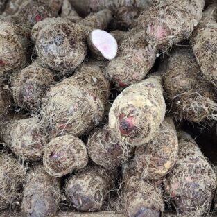 red cocoyam