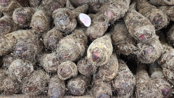 red cocoyam