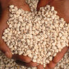 dried koki beans