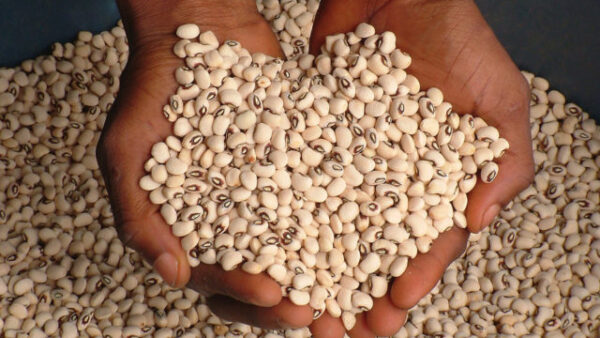 dried koki beans