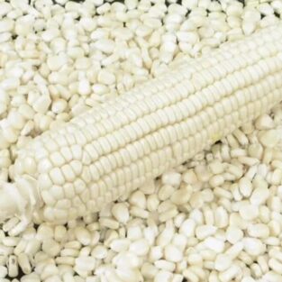 fresh white maize