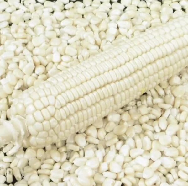 fresh white maize