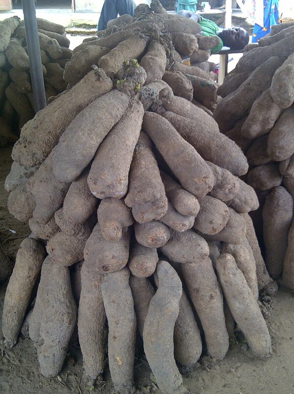 calabar yam in market