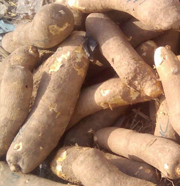 quality cameroon yam