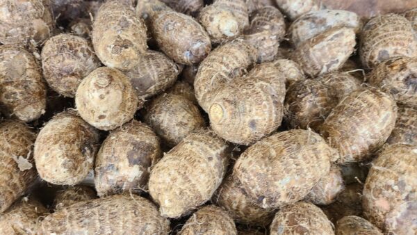 Igbo cocoyam