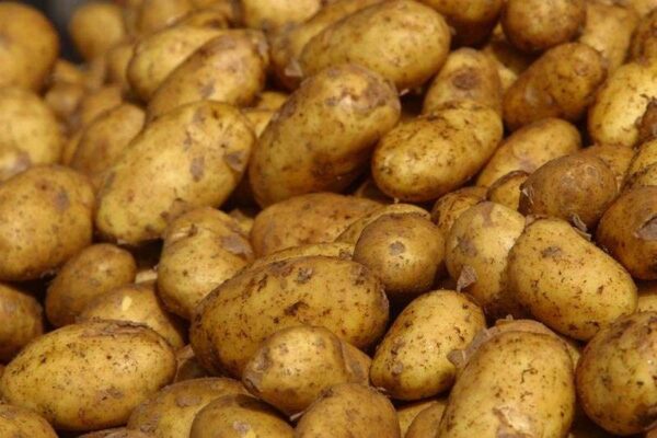 fresh Irish potatoes