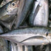 fresh mackerel fish
