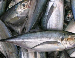 fresh mackerel fish