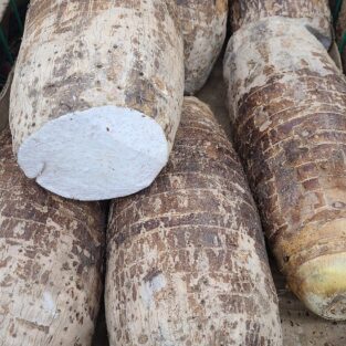 mami cocoyam