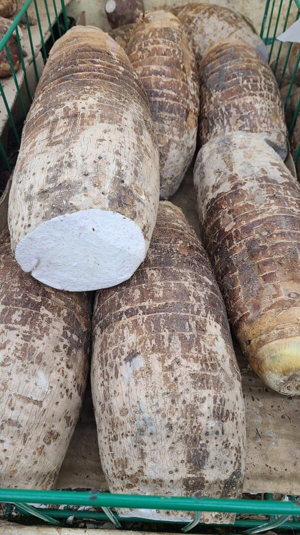 mami cocoyam