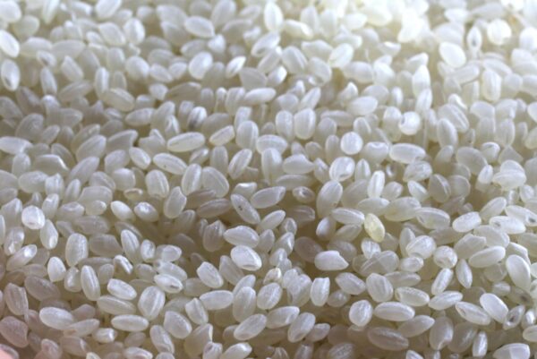 short grain white rice
