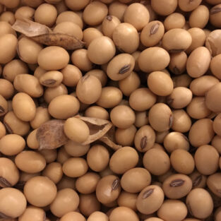 clean healthy soyabeans