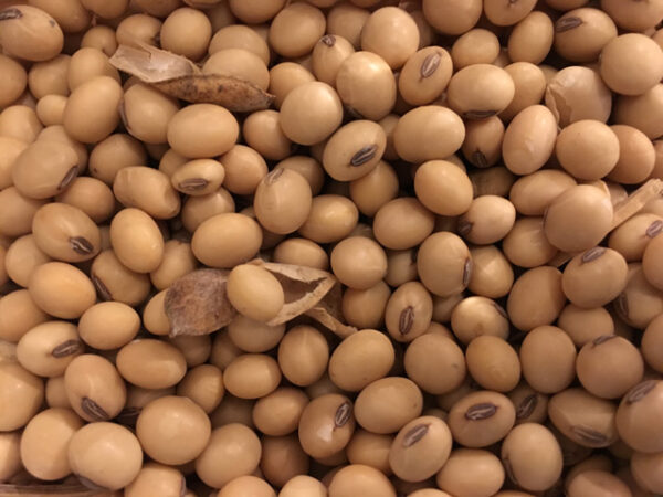 clean healthy soyabeans