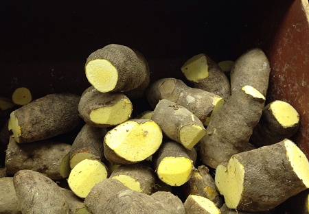 fresh yellow yams